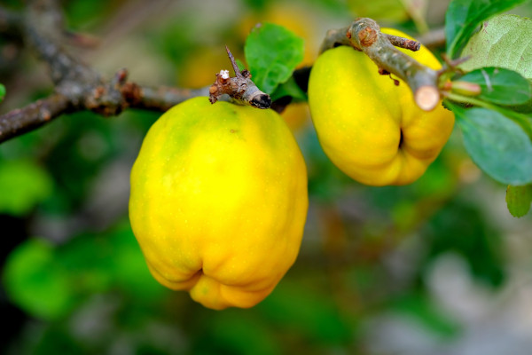 ornamental-quince-2684072_1920