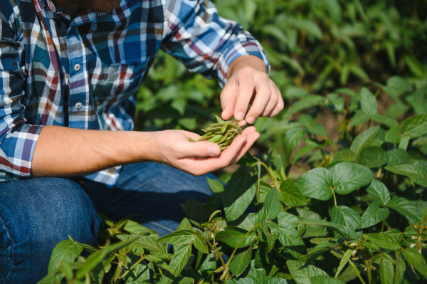 large-agronomist-inspecting-soya-bean-crops-growing-in-the-farm-field-agriculture-production-concept-young-agronomist-examines-soybean-crop-on-field-in-summer-farmer-on-soybean-fie