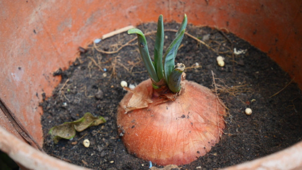 large-a-sprouting-onion-in-a-garden-pot