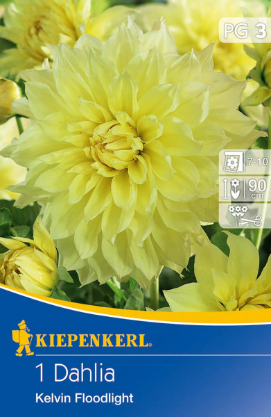 Produktbild von Kiepenkerl Großblütige Schmuckdahlie Kelvin Floodlight mit Nahaufnahme der gelben Blüte und Verpackungsdetails.