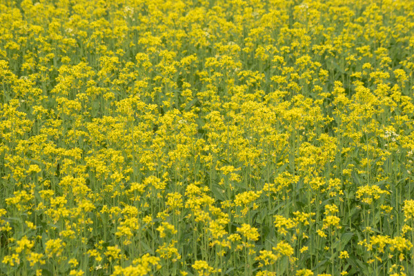 vecteezy_a-close-up-of-brassica-rapa-or-field-mustard-showcasing_59586456XTvkElANZgFYv