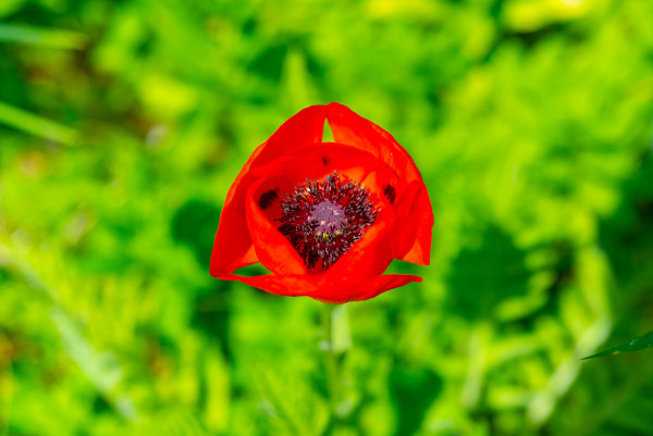 2400-papaver-rhoeas-common-poppy-corn-poppy-corn-rose-field-poppy-flowering-plants