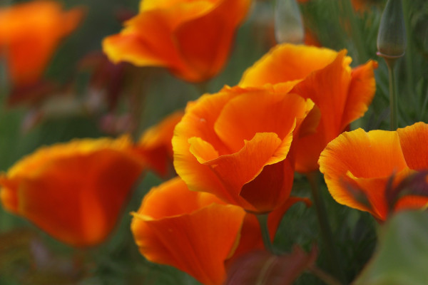 california-goldmohn-5390304_1920