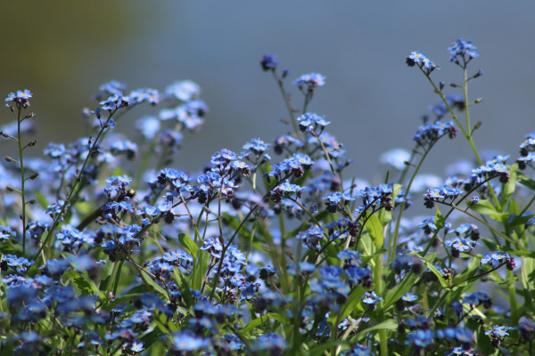 forget-me-not-4178247_1920