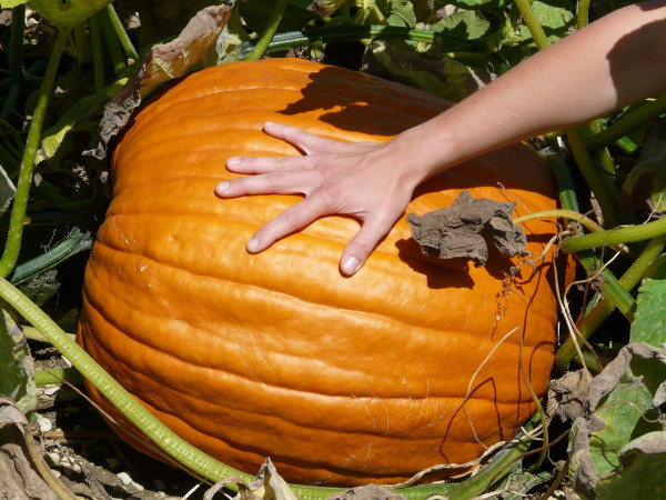 pumpkin-59762_1920