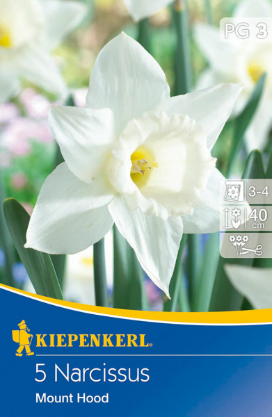 Produktbild von Kiepenkerl Narzisse Mount Hood Blumenzwiebeln auf der Verpackung mit Angaben zur Pflanzenart und Wuchshohe.