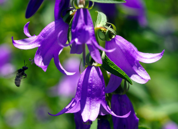 bellflowers-6394928_1920