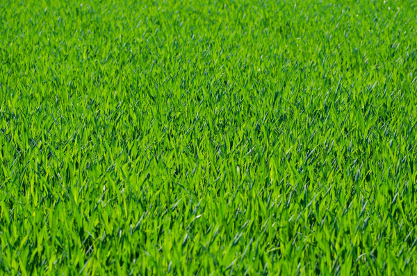 grass-275986_1920