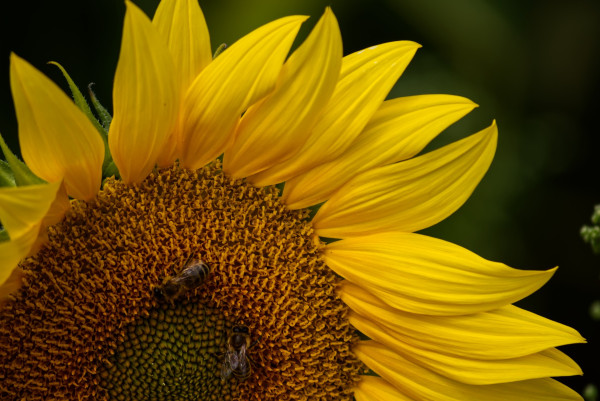 sunflower-4399089_1920