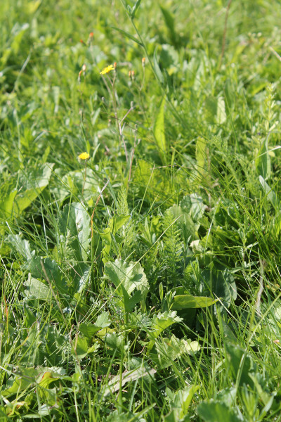 Produktbild von Kiepenkerl RSM 2.4 Gebrauchsrasen Kraeuterrasen 1kg zeigt eine Nahaufnahme von dichtem, gruenem Rasen mit verschiedenen Kraeutern und einer blühenden gelben Blume.