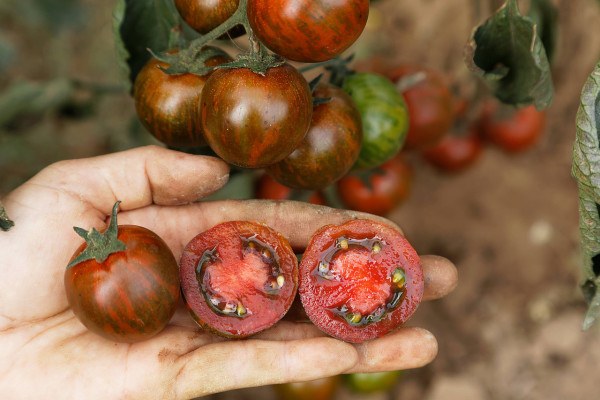 Produktbild von Culinaris BIO Cocktailtomate Zebranelle mit einer Hand die eine ganze und zwei halbierte gestreifte Tomaten zeigt vor einem unscharfen Hintergrund mit weiteren Tomaten an der Pflanze.