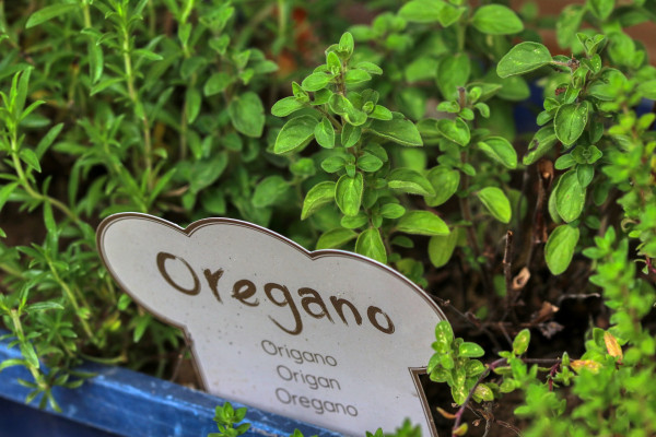 oregano-5215544_1920