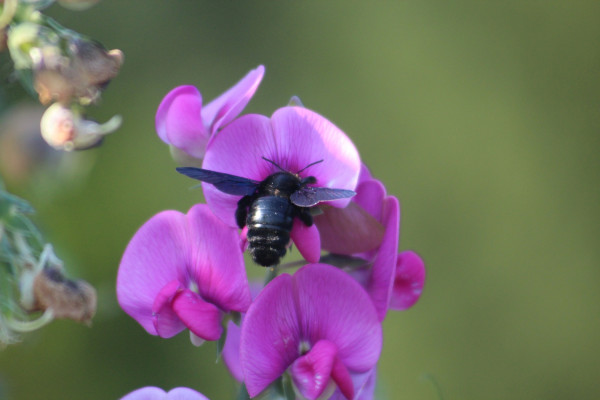 california-carpenter-bee-7162601_1920