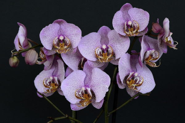 orchids-1528330_1920