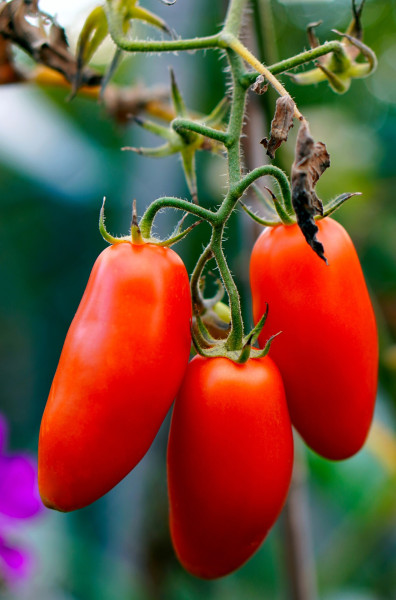 tomatoes-5650974_1920-1