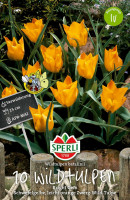Wildtulpen Pflanzen und Pflegen Samen.de