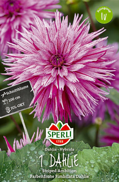 Produktbild von Sperli Dahlie Striped Ambition mit Nahaufnahme der pink gestreiften Blüten und Informationen zur Pflanze auf einem Stecketikett sowie Logo des Herstellers.