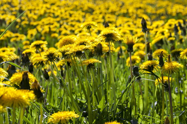 2400-yellow-dandelions-in-spring