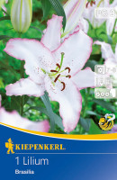 Kiepenkerl Oriental-Lilie Brasilia
