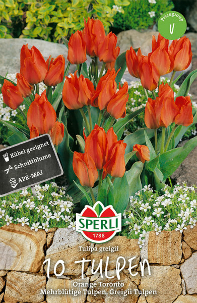 Produktbild von Sperli Greigii-Tulpe Orange Toronto mit orangefarbenen Blüten gegen einen Gartenhintergrund und Packungsdetails auf Deutsch.