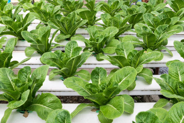 2400-hydroponic-vegetables-growing-in-greenhouse