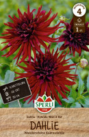 Sperli Dahlie Nuit d`Ete