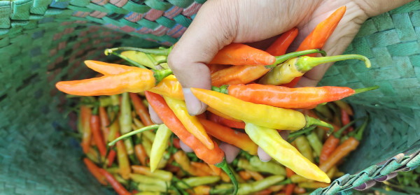 2400-close-up-view-of-a-man-holding-red-chilies-that-have-been-harvested-from-the-rice-fields-chili-or-capsicum-annuum-is-one-of-the-main-ingredients-in-everyday-cooking