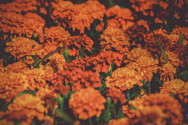 tagetes-3502842_1920