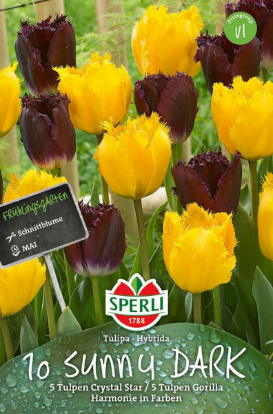 Produktbild von Sperli Frühlingsgarten Sunny Dark mit gelben und dunkellila Tulpen sowie einem Schild und Informationen zum Produkt auf Deutsch