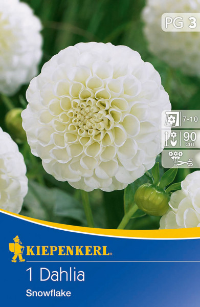 Produktbild von Kiepenkerl Pompon-Dahlie Snowflake mit Abbildung der weißen Blüte und Verpackungsinformationen.