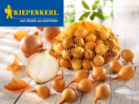 Produktbild von Kiepenkerl Steckzwiebeln Stuttgarter Riesen mit Netz voller Zwiebeln und einzelnen ausgebreiteten Zwiebeln auf einer Holzoberfläche Produktbild von Kiepenkerl Steckzwiebeln Stuttgarter Riesen mit Netz voller Zwiebeln und einzelnen ausgebreiteten Zwiebeln auf einer Holzoberfläche