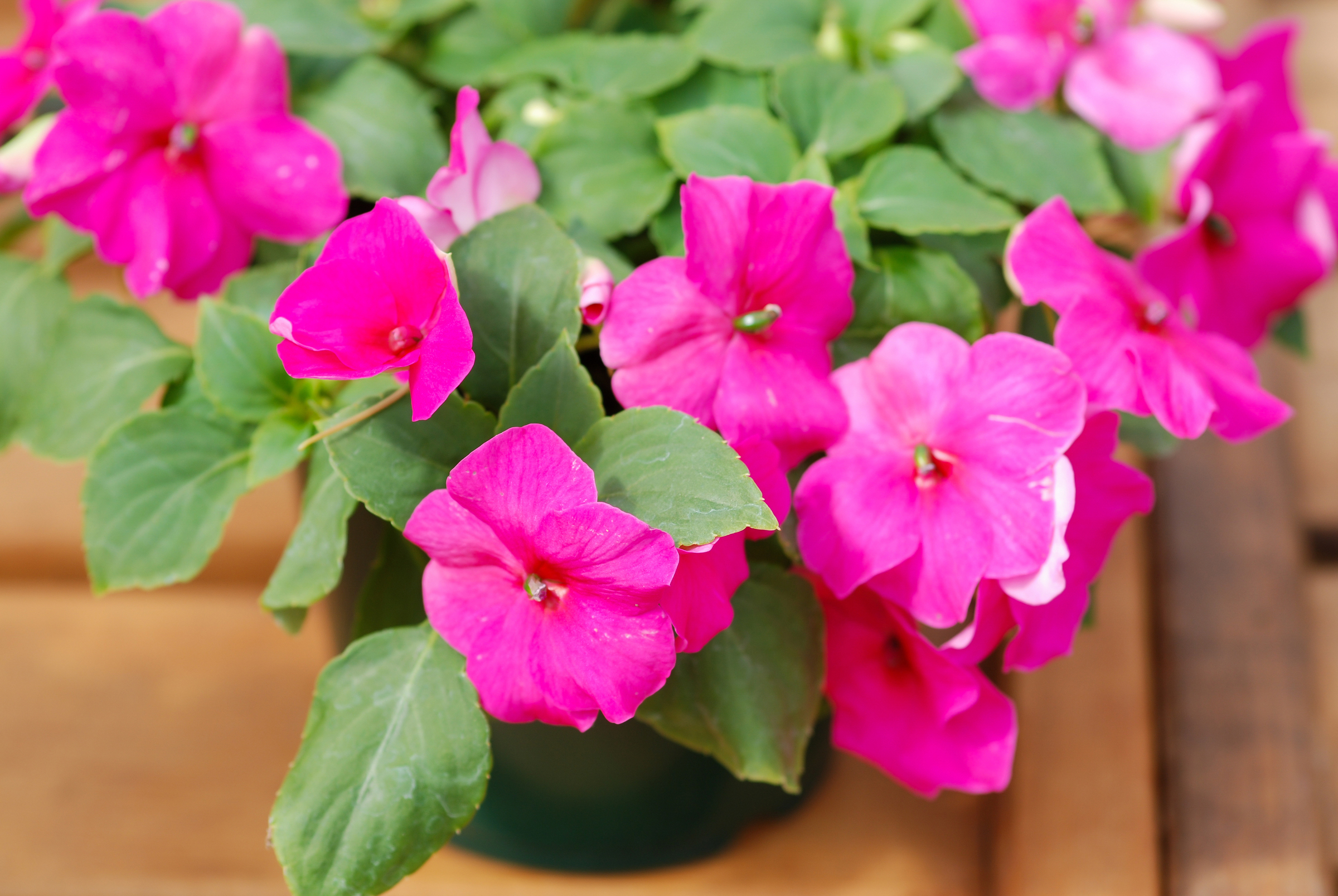 bio saatgut für hochbeet Hochbeet Bio-Samen-Set (14 Sorten) kaufen main image 1