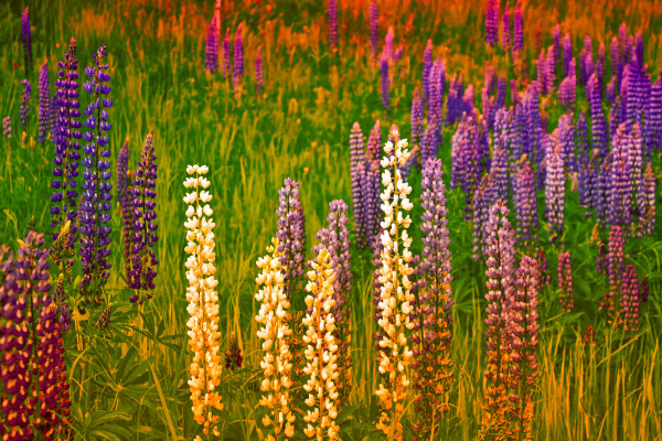 2400-summer-landscape-with-beautiful-bright-lupine-flowers