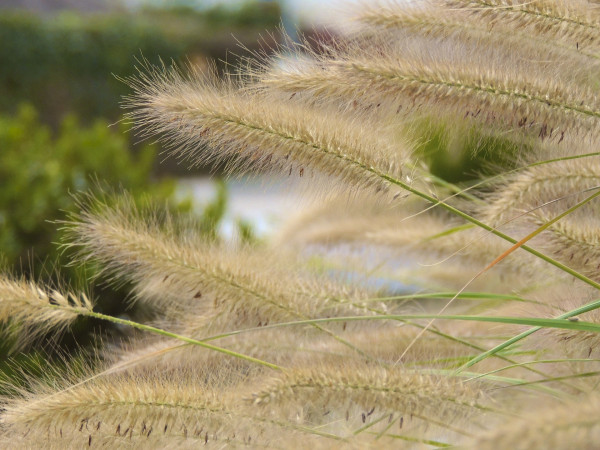 ornamental-grasses-209585_1920