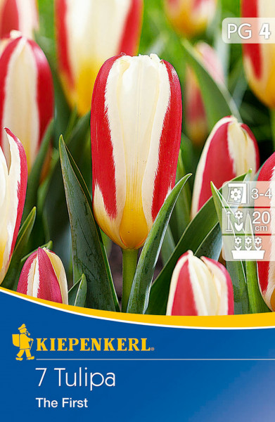 Produktbild von Kiepenkerl Kaufmanniana-Tulpe The First mit roten und weißen Blüten und Informationen zur Pflanzzeit und Wuchshöhe
