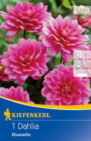 Kiepenkerl Zwerg-Dahlie Bluesette