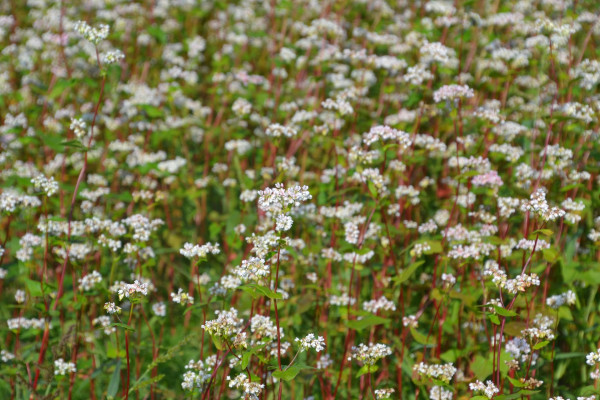 buckwheat-5581466_1920
