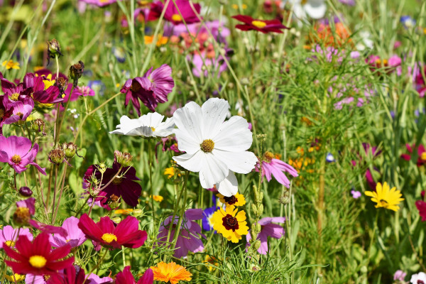 flower-meadow-3598562_1920