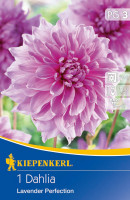 Kiepenkerl Großblütige Schmuckdahlie Lavender Perfection