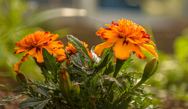 tagetes-4230048_1920