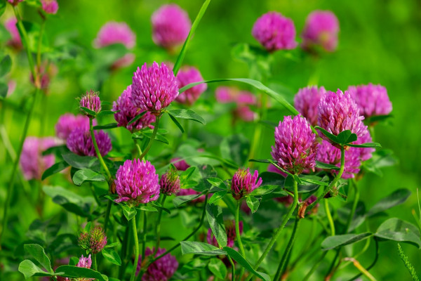 clover-3430247_1280