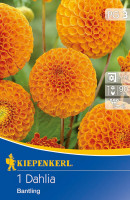Kiepenkerl Pompon-Dahlie Bantling