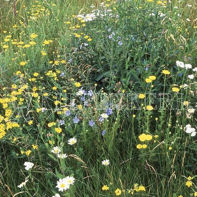 Kiepenkerl RSM 8.1.4 Biotopflächen Halb - und Teilschatten