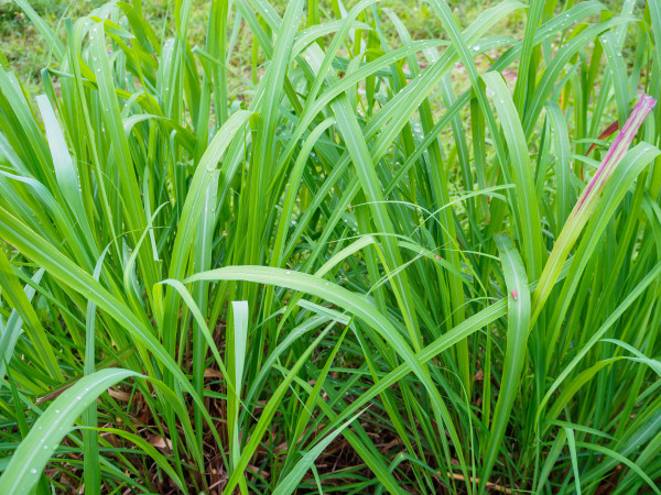 2400-lemon-grass-plant-green-leaf-background