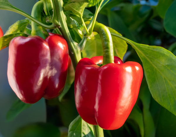 large-organic-red-bell-pepper-hanging-from-stem-1