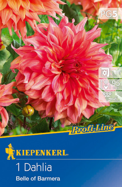 Produktbild von Kiepenkerl Riesenblütige Dahlie Belle of Barmera mit Detailangaben zu Pflanz- und Pflegehinweisen und der Darstellung von blühenden roten Dahlien.