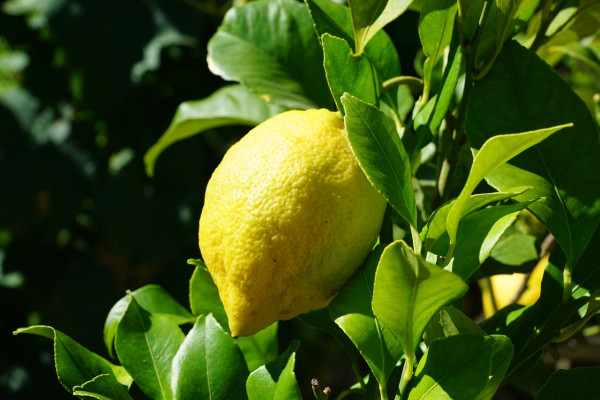 lemon-825439_1280