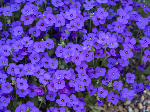 2400-clump-of-pretty-purple-aubrieta-flowers-in-a-garden