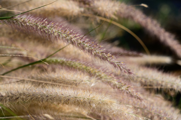 2400-delicate-purple-grass-swaying-gently-under-the-golden-sun-in-a-serene-meadow-during-early-morning