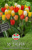 Sperli Fosteriana-Tulpe Kaisertulpen-Mischung